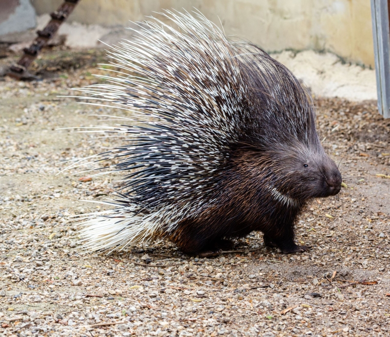 Crested porcupine - De Zonnegloed - Animal park - Animal refuge centre 